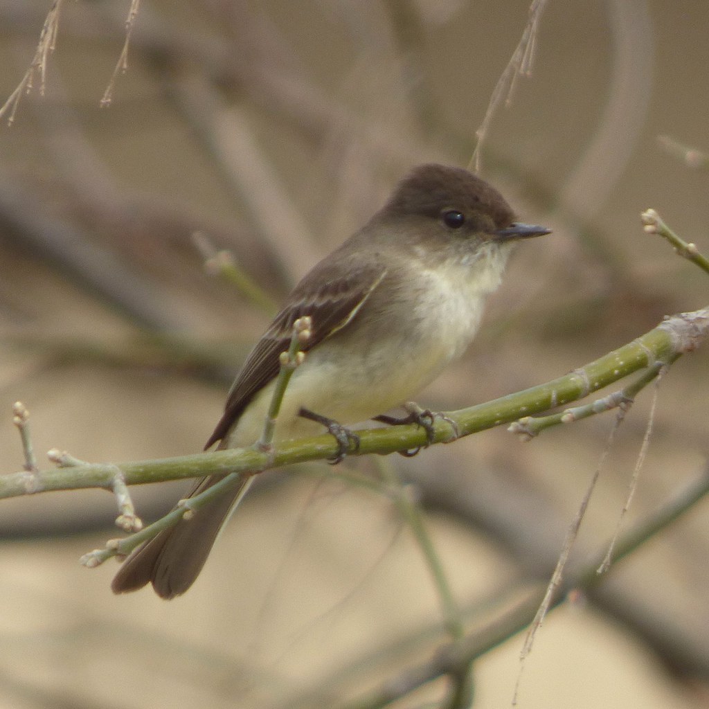 eastern phoebe, march 10, 2018, trail at the woods, allen